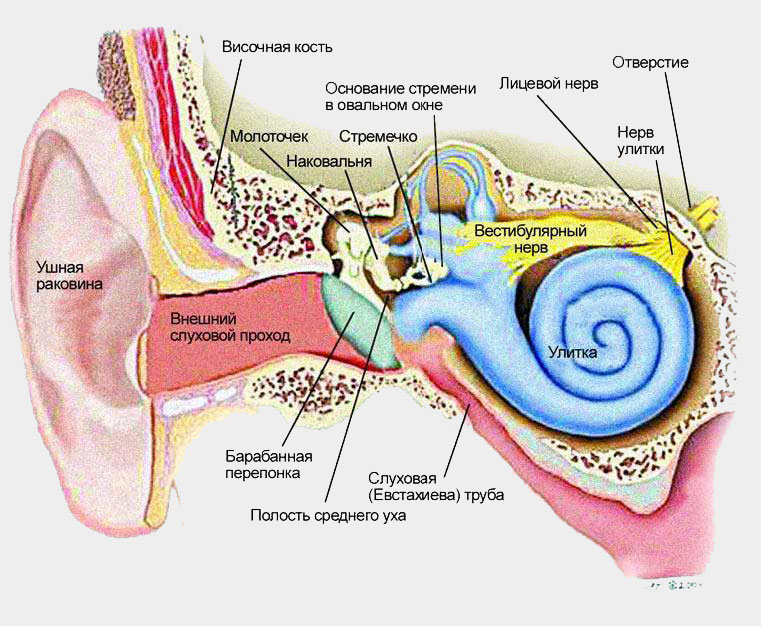 Устройство человеческого уха