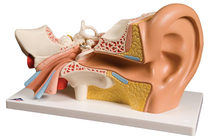 Ухо человека: строение, схема и фото внешнего и внутреннего уха