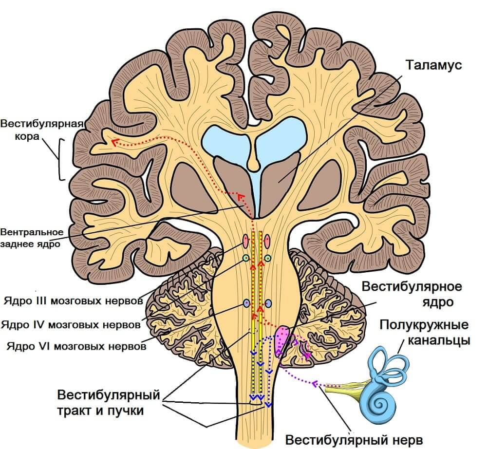 Слуховой нерв в мозге. Ядра преддверно улиткового нерва. Вестибулярный нерв. Вестибулярные ядра ствола мозга. Вестибуло слуховой нерв.